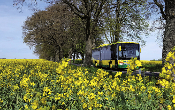Un autobús amarillo de VLP circula por una carretera entre campos de colza amarillos